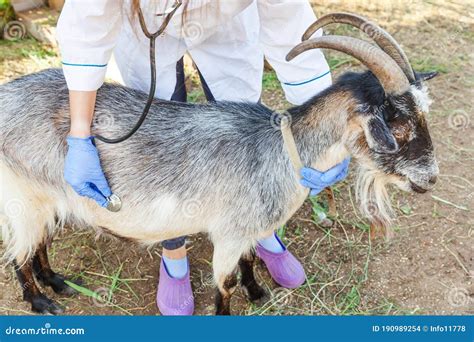 goat care as a vet